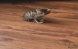 Mixed Breed cats for sale: Only 2 kittens 🐈‍⬛ left. - Image 8