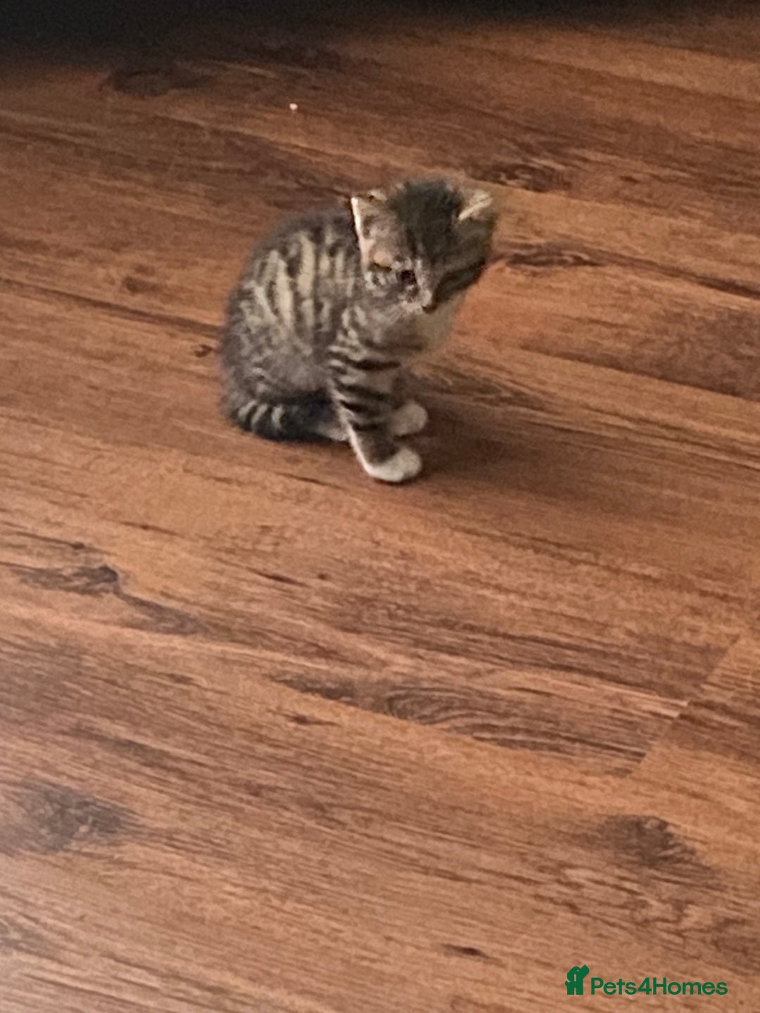 Mixed Breed cats for sale: Only 2 kittens 🐈‍⬛ left. - Image 8