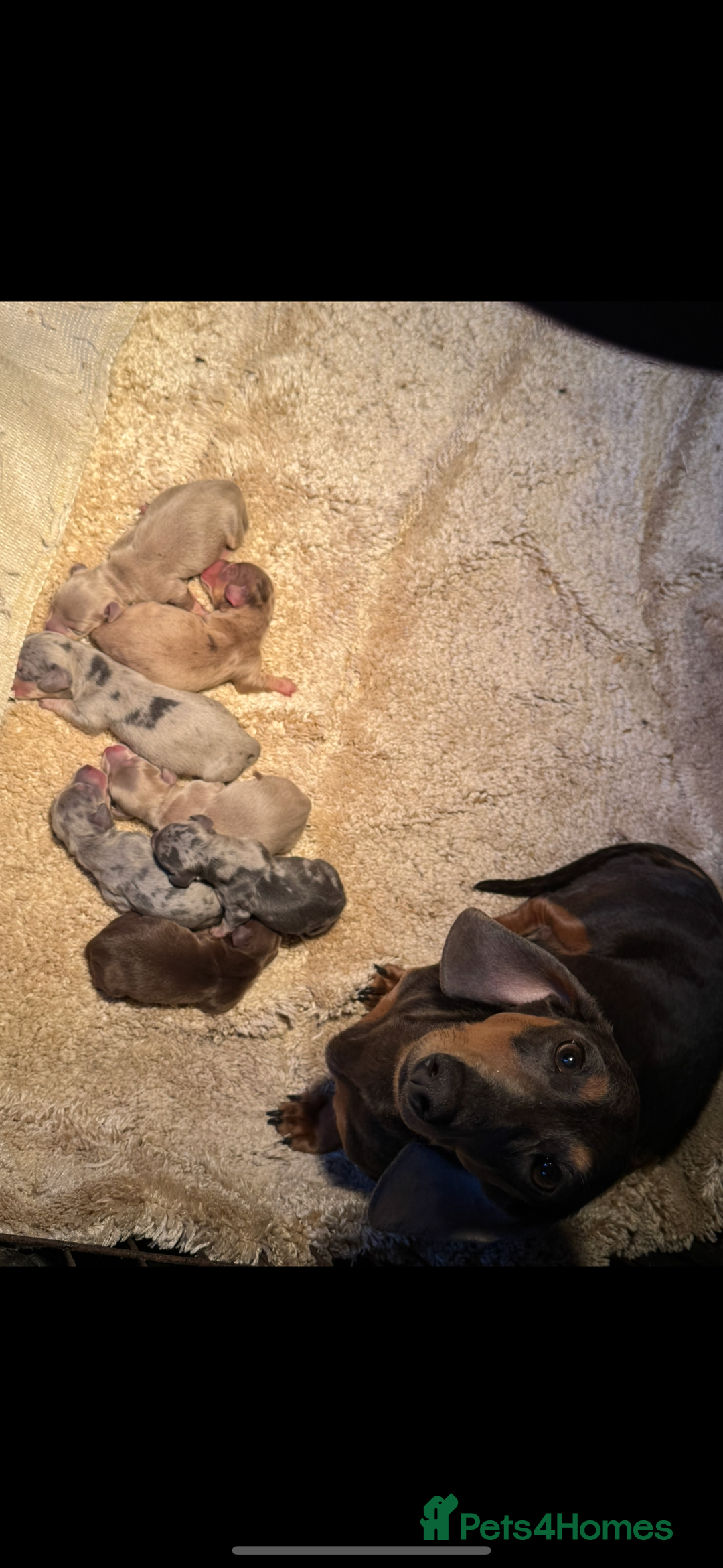 Miniature Dachshund dogs for sale: Beautiful miniature dachshund baby’s💖💙 - Image 9
