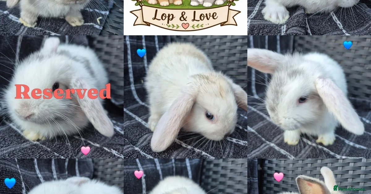 Nevada Rabbits White and brown Rabbits for Sale for sale | Pets4Homes