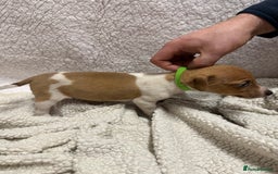 Jack Russell dogs for sale: 4 jack Russell puppies  - Advert 7