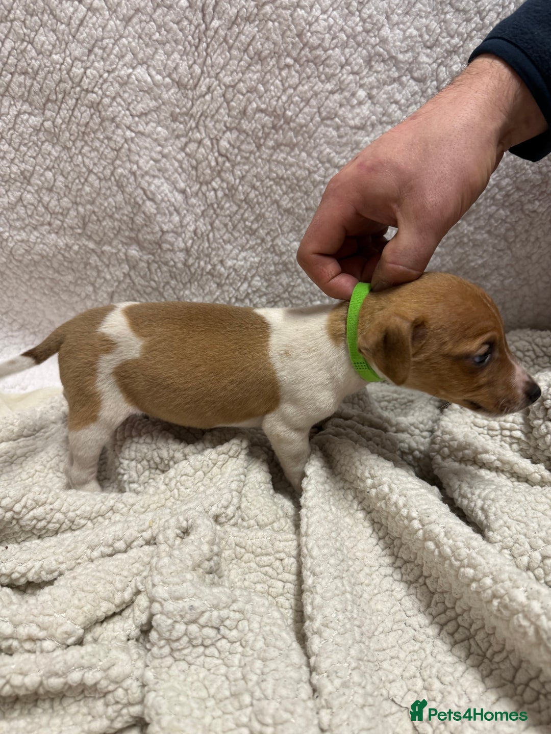 Jack Russell dogs for sale: 4 jack Russell puppies  - Advert 7