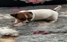 Jack Russell dogs for sale: Top Quality Jack Russell Puppies  - Image 10
