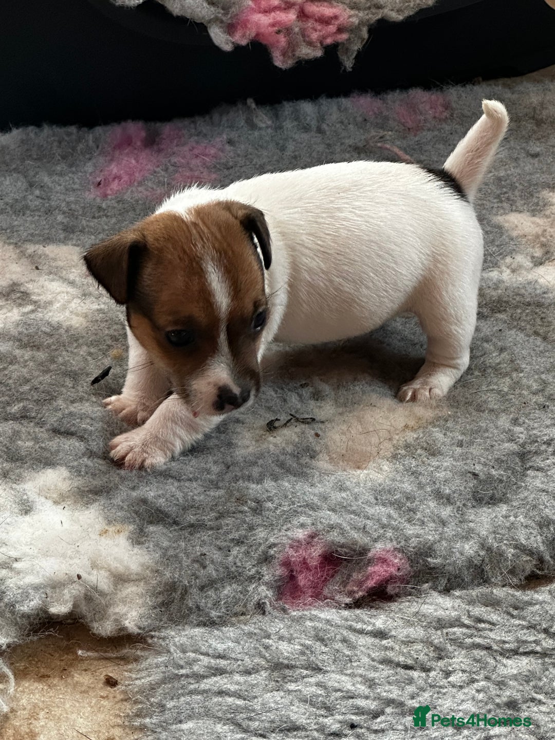 Jack Russell dogs for sale: Top Quality Jack Russell Puppies  - Image 10