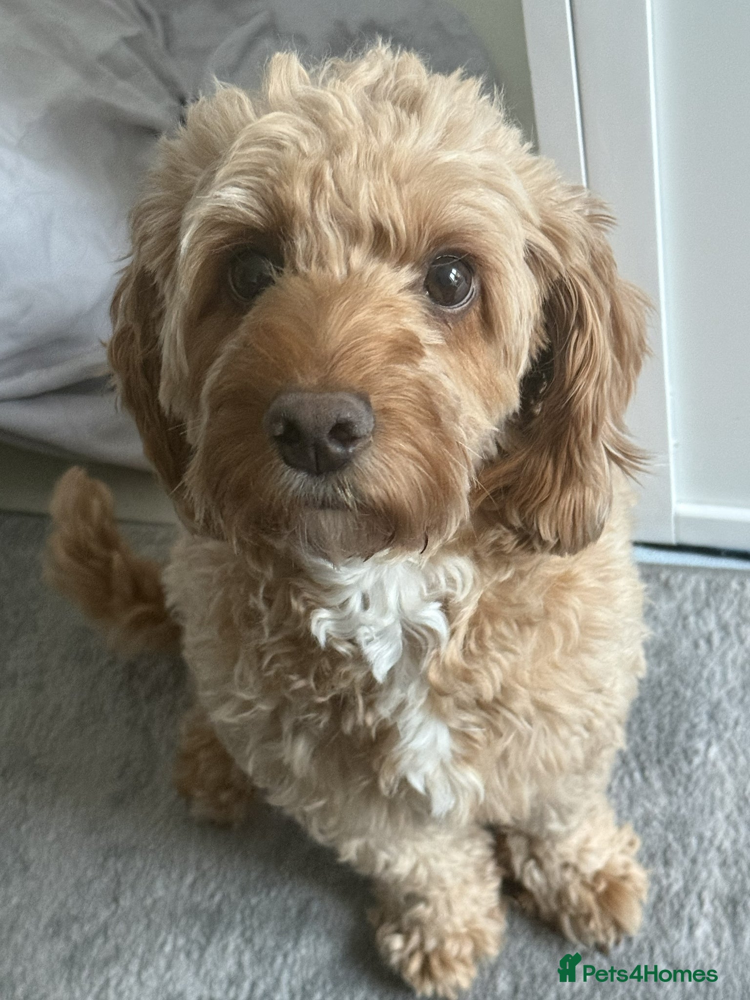 Cockapoo dogs Toy Cockapoo Puppies Looking for Forever Homes! - Advert 1