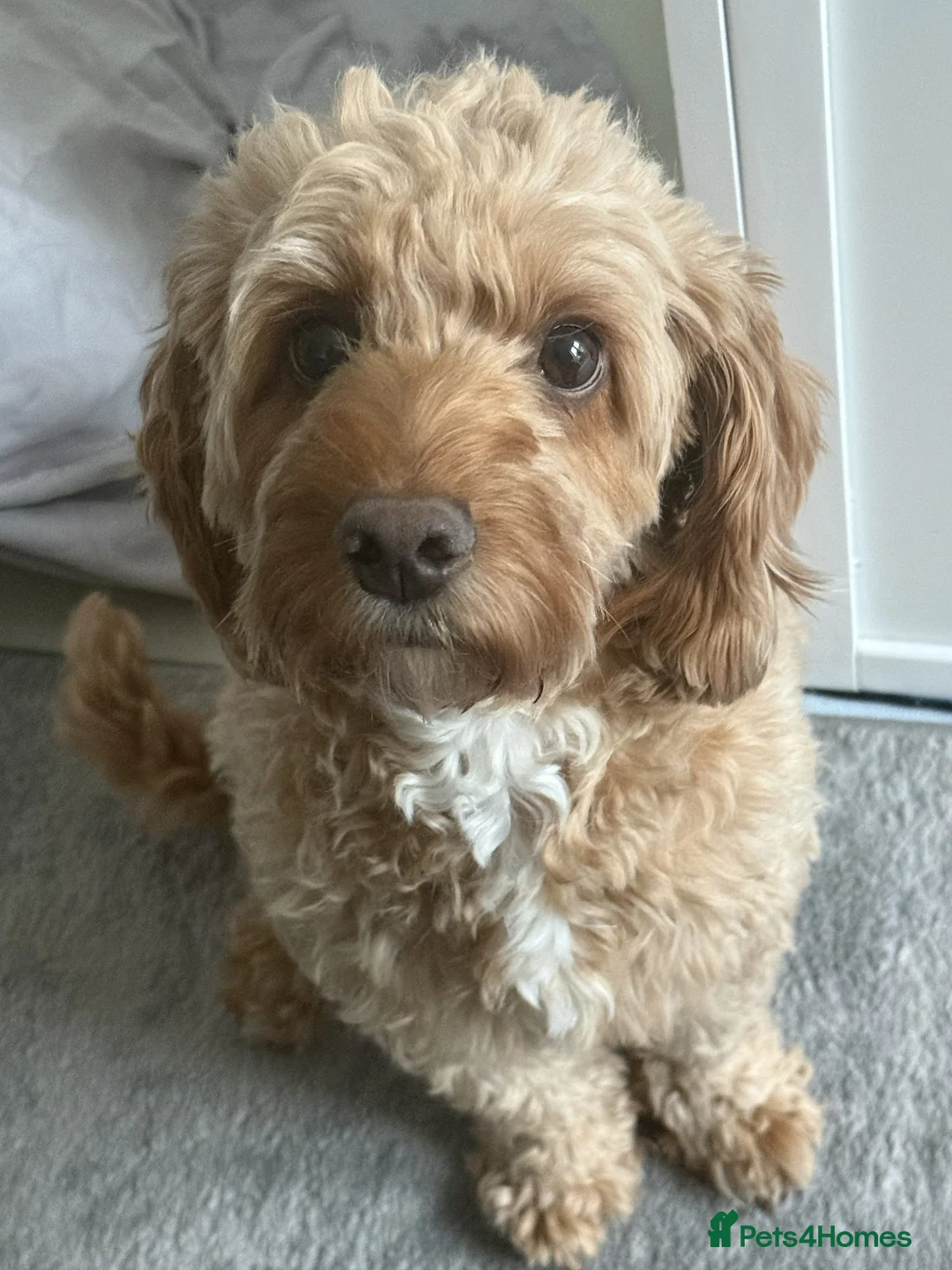 Cockapoo dogs for sale: Toy Cockapoo Puppies Looking for Forever Homes! - Advert 2