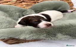 Bernedoodle dogs for sale: Miniature Bernedoodle Puppies - Image 26