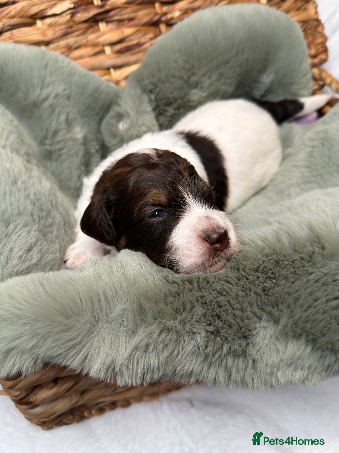 Bernedoodle dogs for sale: Miniature Bernedoodle Puppies - Image 26
