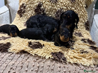 Miniature Dachshund dogs 5⭐️ licensed Miniature Wirehaired Dachshund - Advert 16