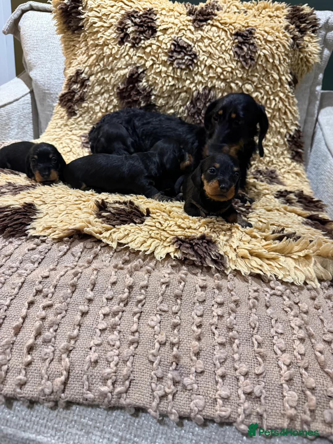 Miniature Dachshund dogs for sale: 5⭐️ licensed Miniature Wirehaired Dachshund  - Advert 1