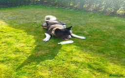 Akita dogs for stud: American Akita for Stud - Image 7