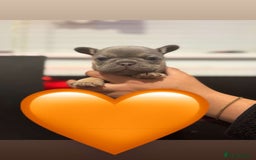 French Bulldog dogs for sale: *FLUFFY FRENCHIE’S* - Image 19