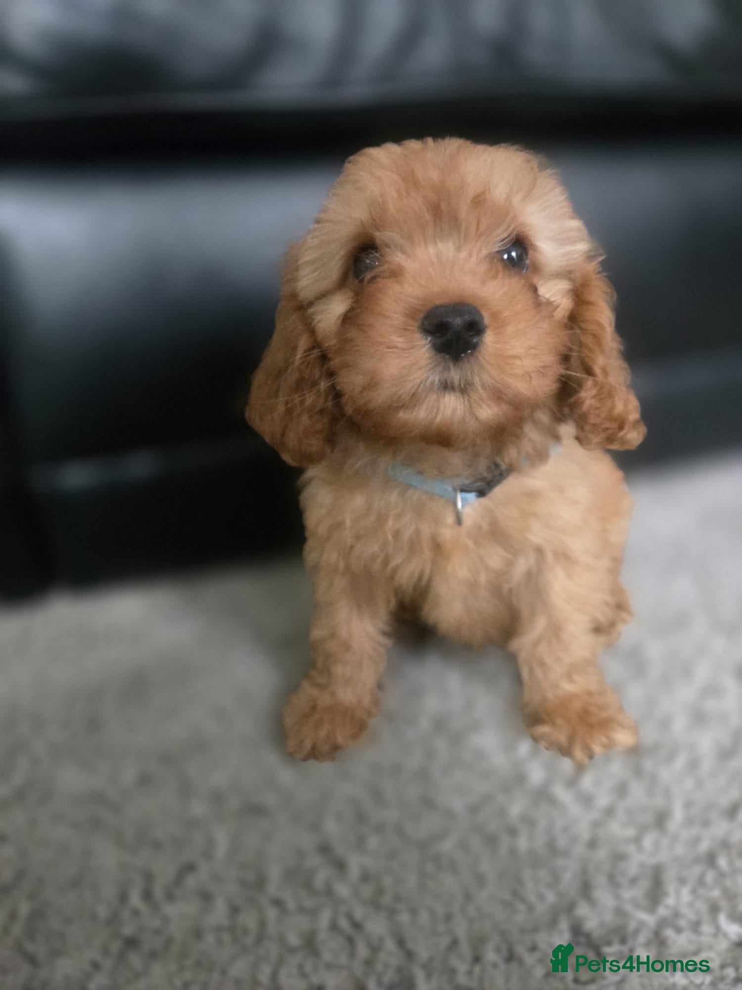 Cavapoo dogs 🐶Amazing cavapoo pups for sale🐶 - Advert 1
