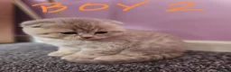 Scottish Fold cats for sale: 5 Beautiful Scottish Kittens Ready for Homes 🐾 - Advert 21