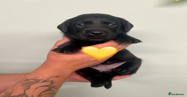 Labrador Retriever dogs - Advert 15