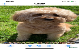 Cavapoochon dogs for sale: 6 Gorgeous Cavapoochon Puppies  - Image 8