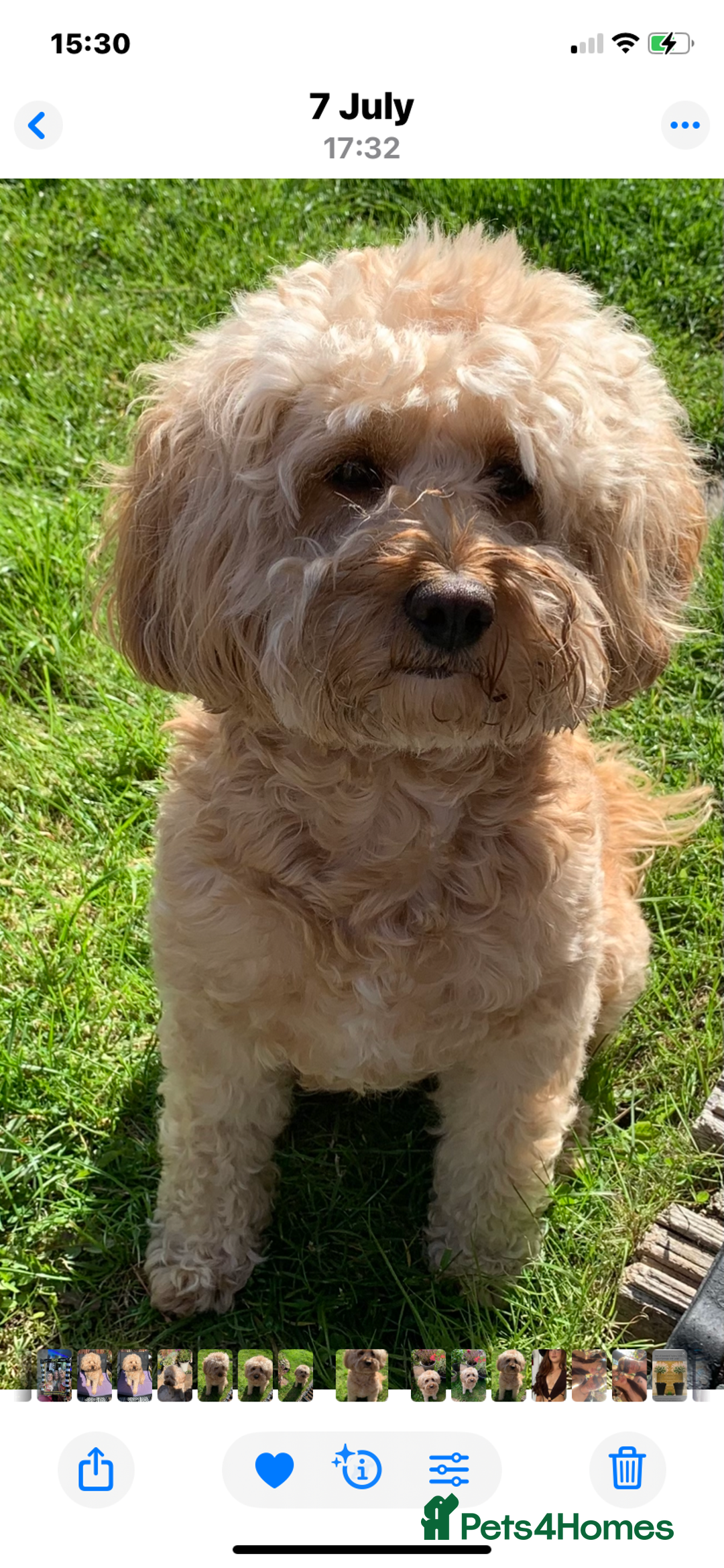 Cavapoochon dogs for sale: 6 Gorgeous Cavapoochon Puppies  - Image 8