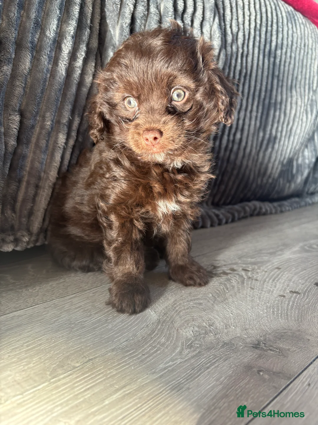 Cockapoo dogs for sale: Last baby girl cockapoo - Advert 1