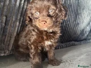 Cockapoo dogs Last baby girl cockapoo - Advert 3