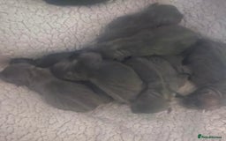 Staffordshire Bull Terrier dogs for sale: Litter of blue Staffordshire bull terriers  - Image 21
