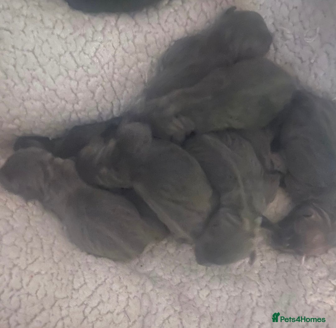Staffordshire Bull Terrier dogs for sale: Litter of blue Staffordshire bull terriers  - Image 21