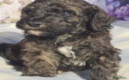 Cockapoo dogs for sale: sable & phantom & tri colour cockapoo puppies  - Image 6