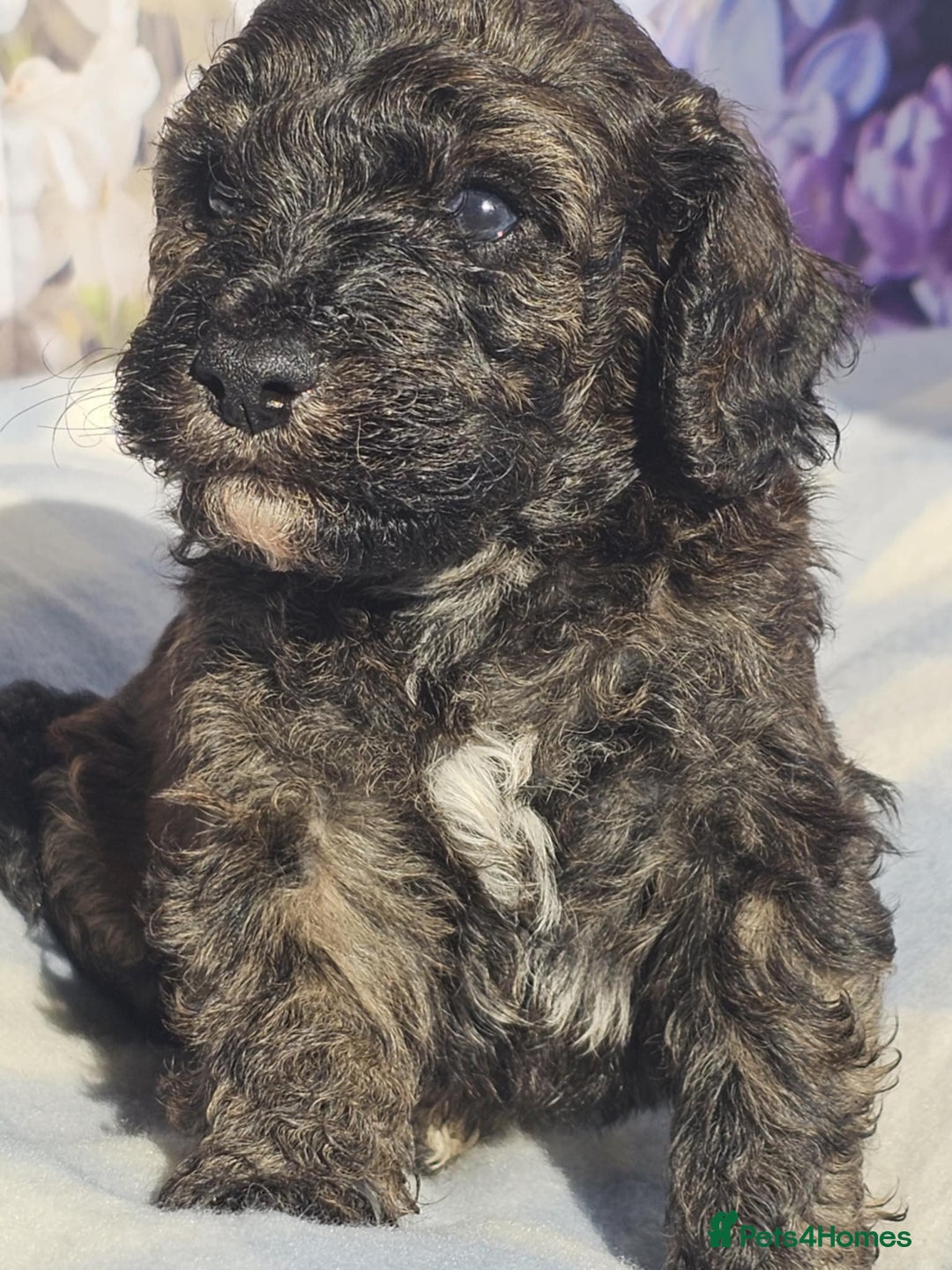 Cockapoo dogs for sale: sable & phantom & tri colour cockapoo puppies  - Image 6