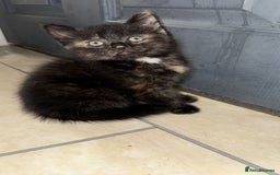 Mixed Breed cats for sale: Mixed kittens - Image 2