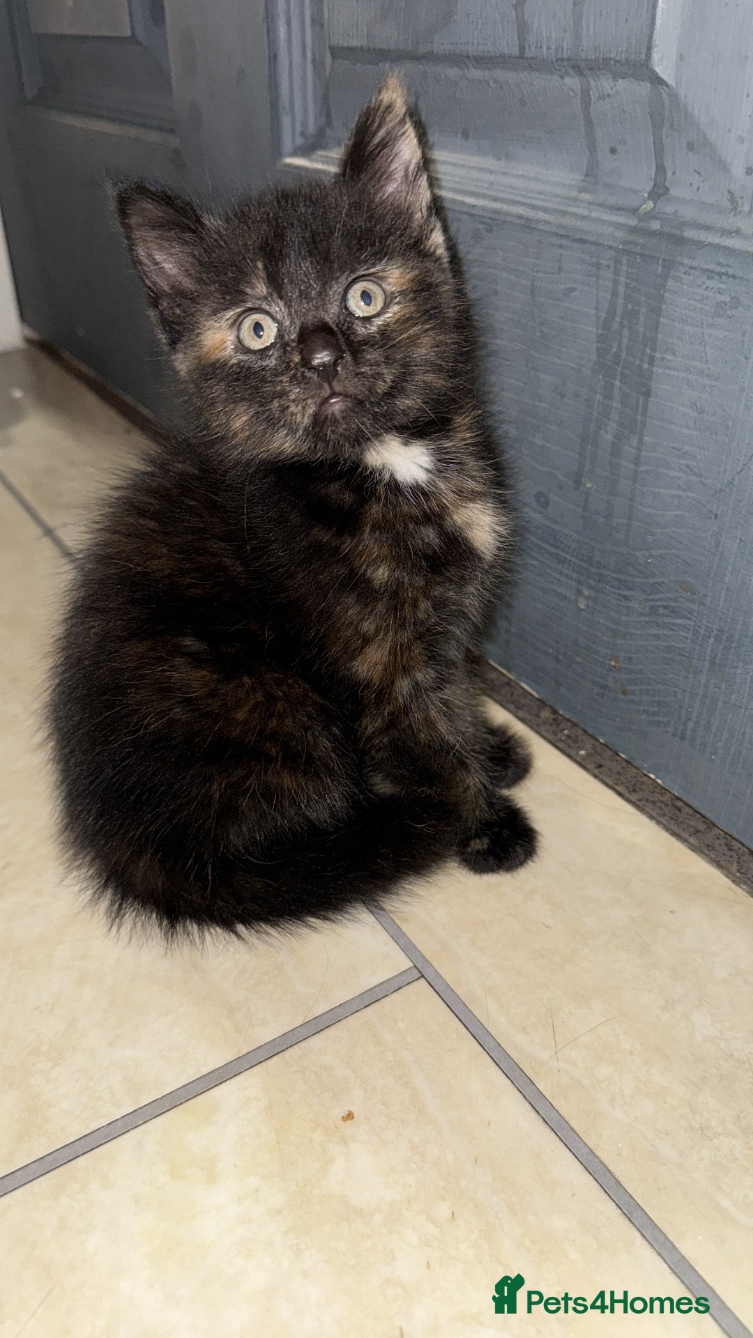 Mixed Breed cats for sale: Mixed kittens - Image 2