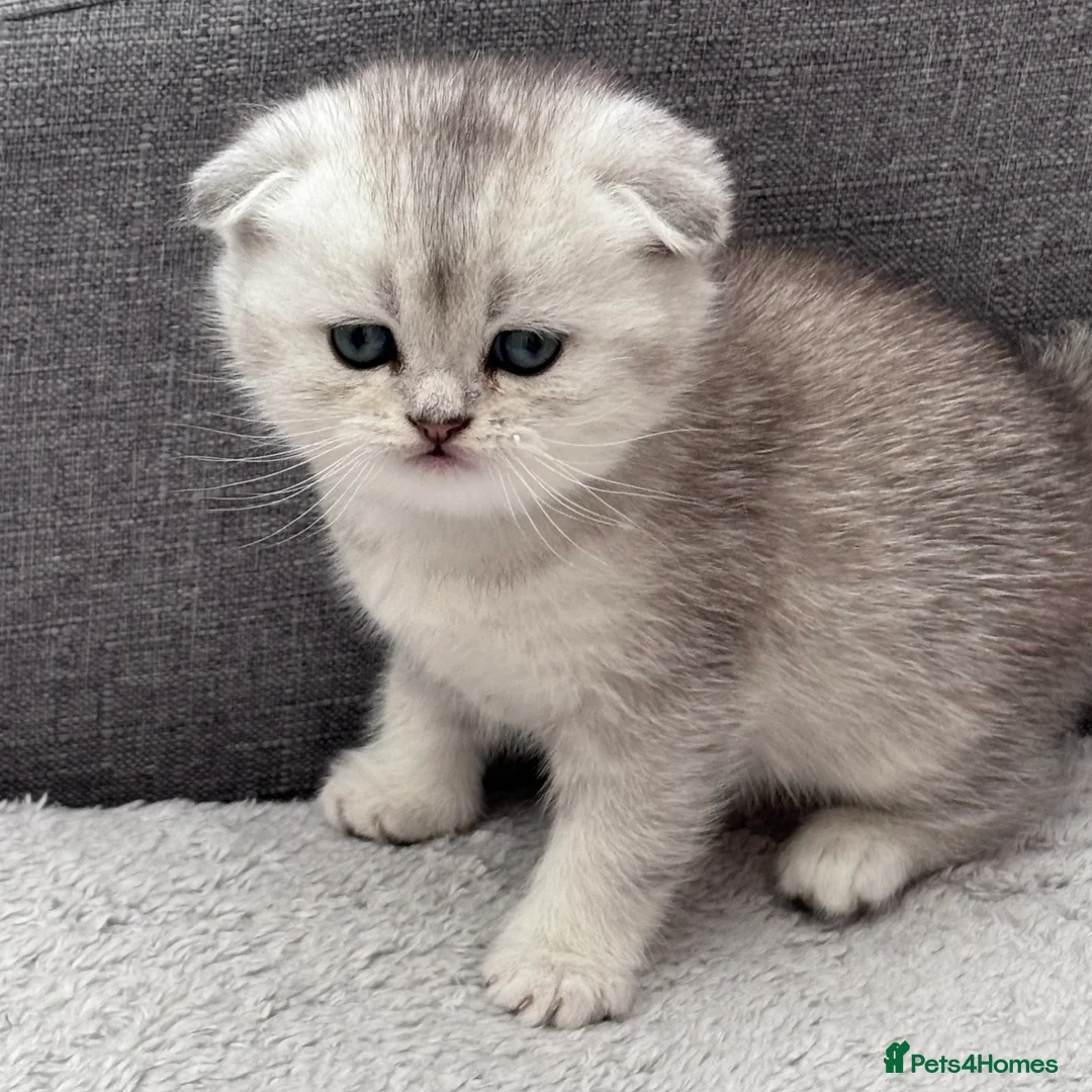 British Shorthair cats for sale: Kittens  in Crawley - Advert 5