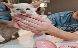 Siamese cats for sale: Siamese kittens 2 Chocolatepoint, 2 boys Bluepoint - Image 7
