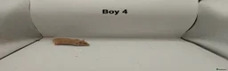 Mouse rodents for sale: 🐁July Mice Are Here!🐁 - Advert 5