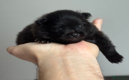 Pomeranian dogs for sale: Four adorable fluffy Pomeranian puppie - Image 15