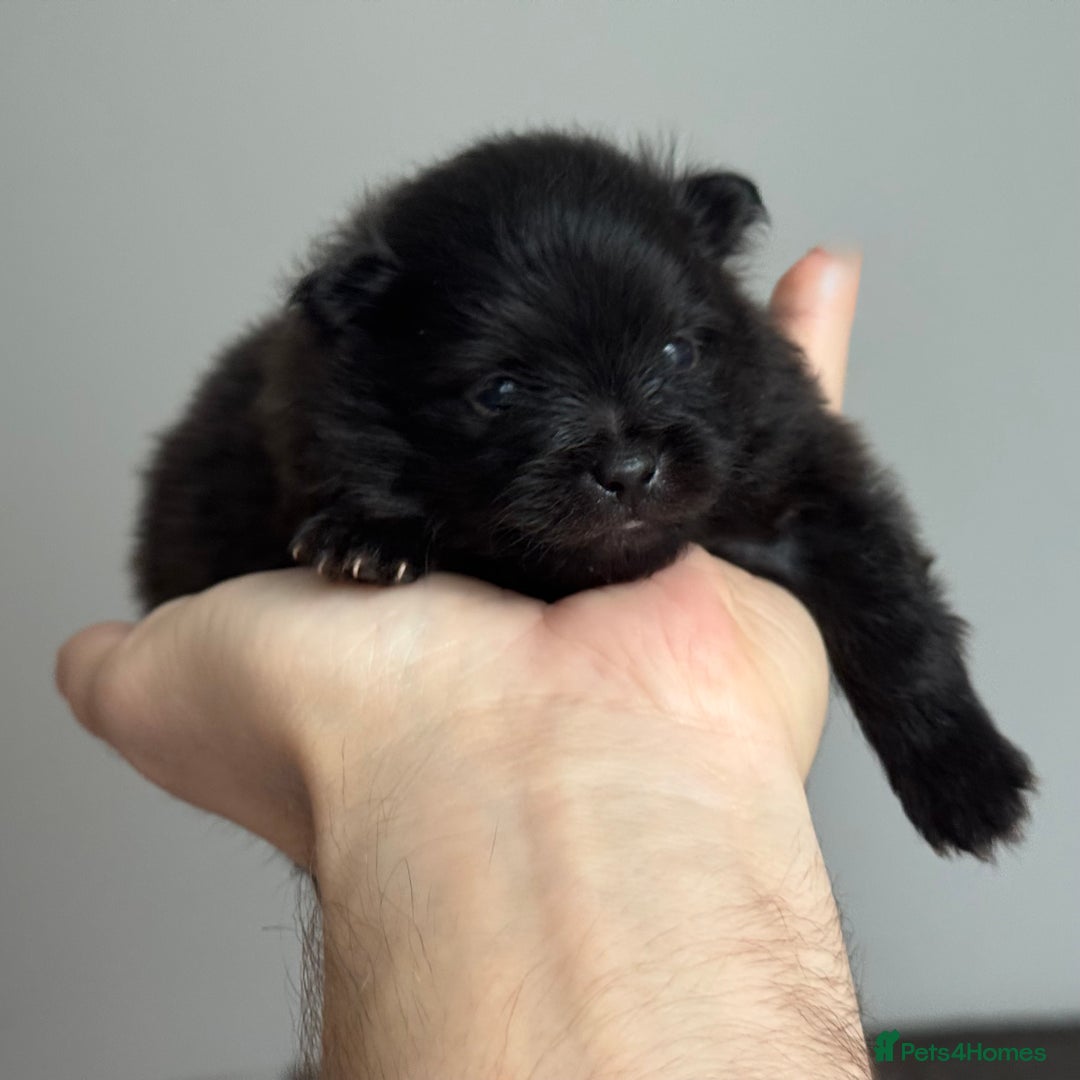 Pomeranian dogs for sale: Four adorable fluffy Pomeranian puppie - Image 15