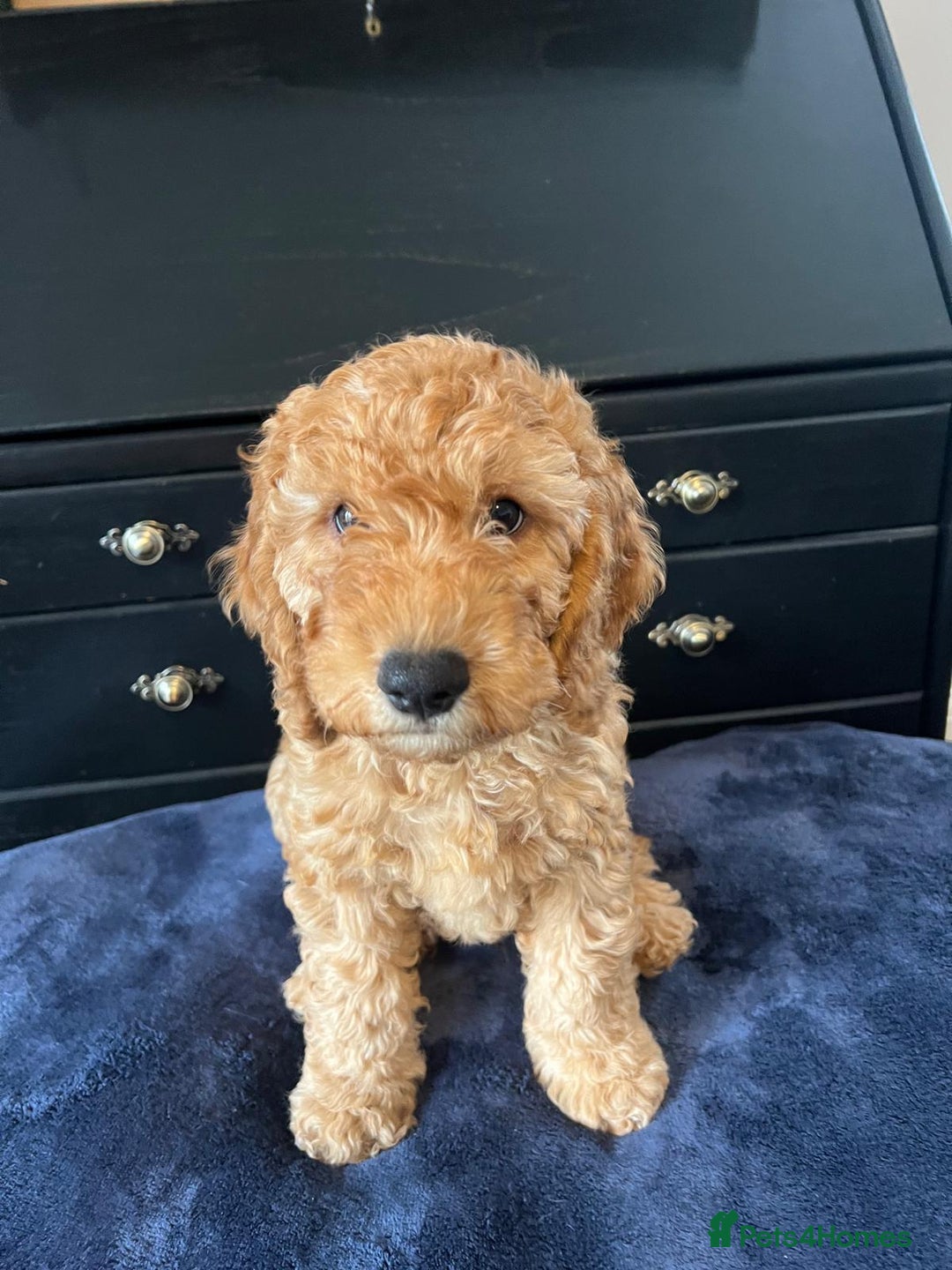 Cockapoo dogs for sale: 5 Gorgeous F2 Cockapoo Puppies Remaining!! 🐶 - Image 4