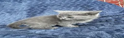 Scottish Fold cats for sale: Scottish fold/straight kittens for sale - Advert 3