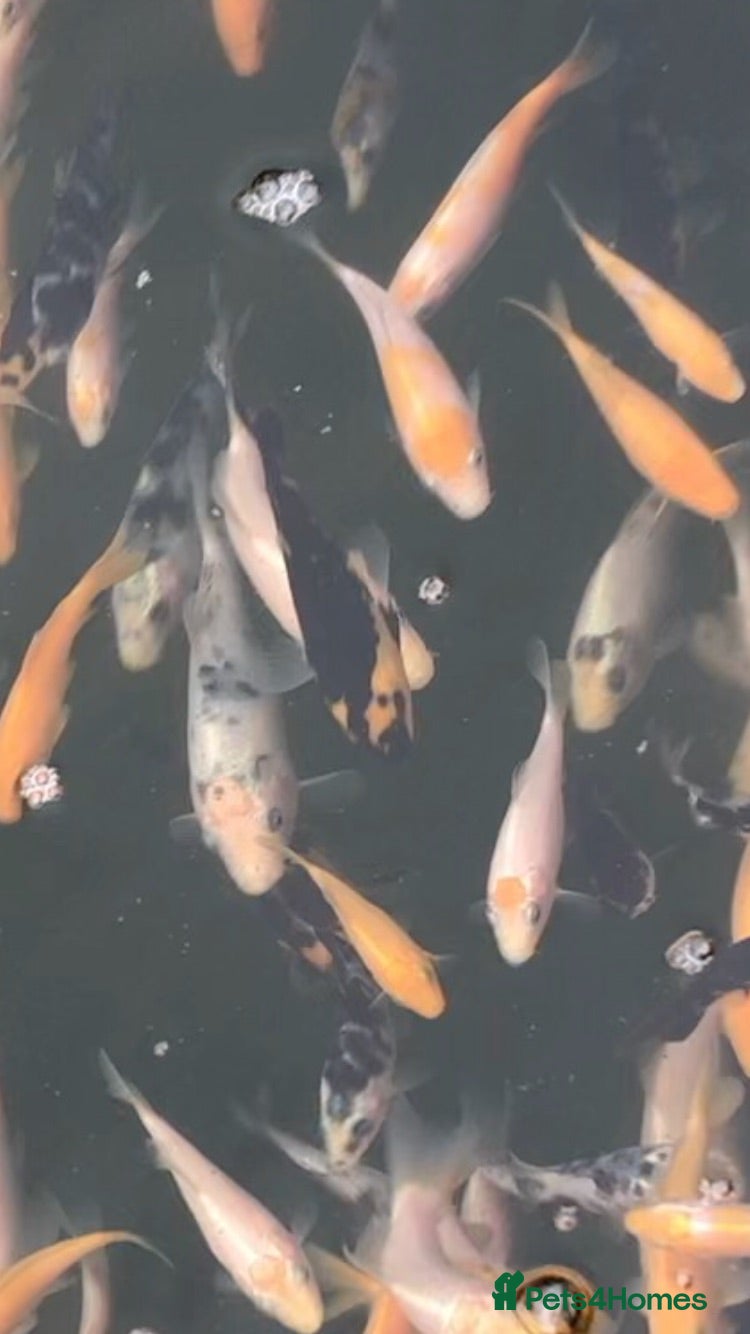 Koi Carp fish Baby koi  - Advert 2