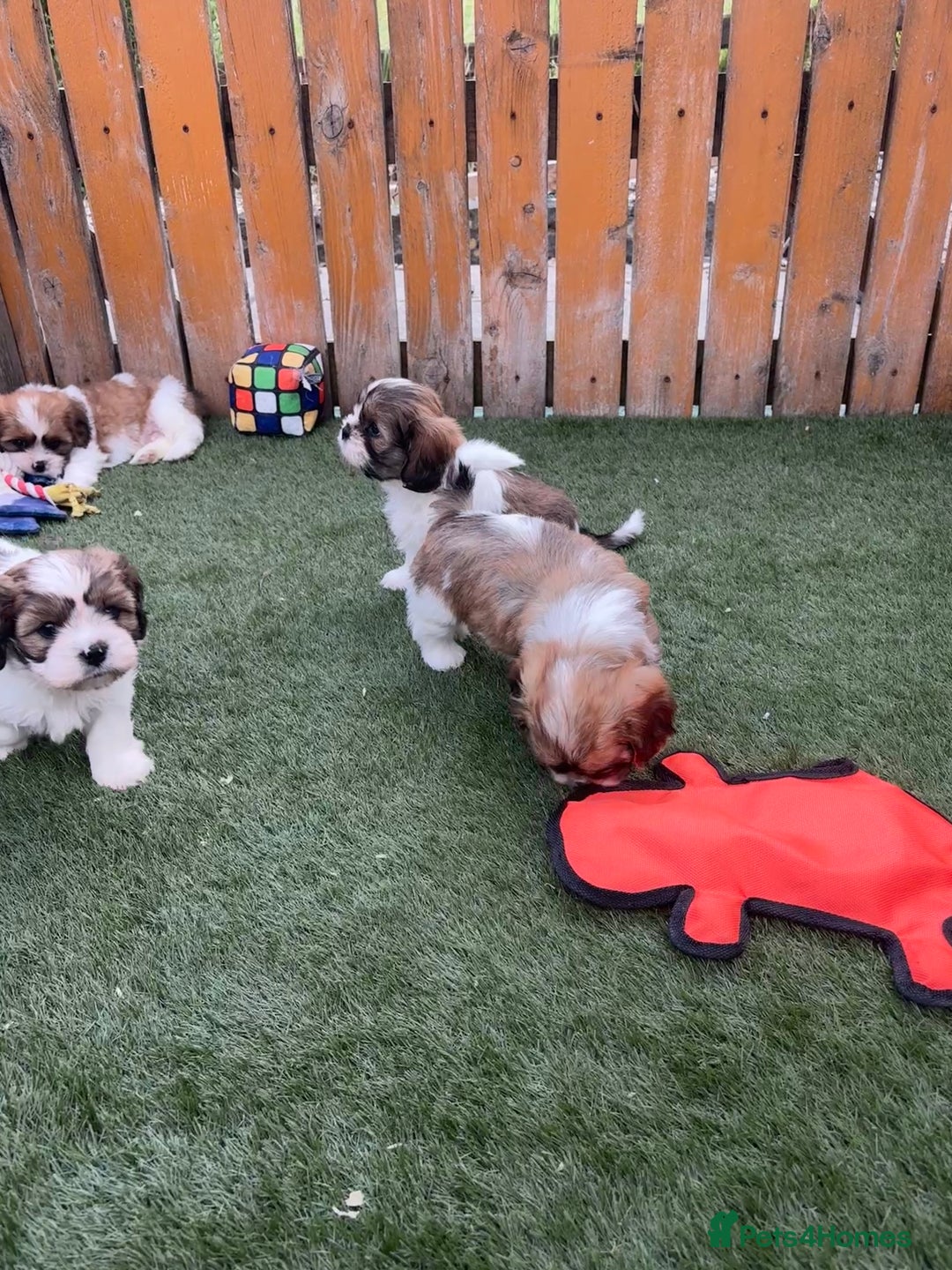 Cava Tzu dogs for sale: Stunning litter of Cava-Tzu pups - Image 8