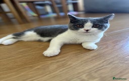 British Shorthair cats for sale: British shorthair blue and white, 4 months old  - Image 16