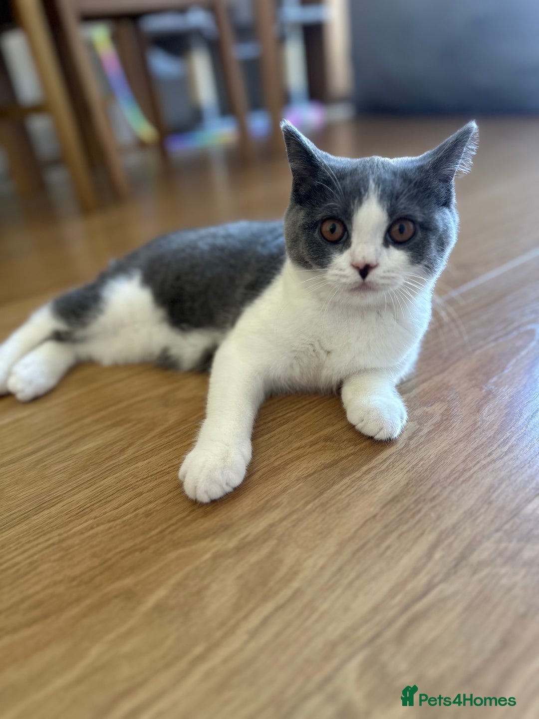 British Shorthair cats for sale: British shorthair blue and white, 4 months old  - Image 16