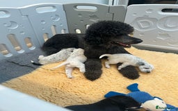 Mixed Breed dogs for sale: Rare Dalmadoodles - Image 1