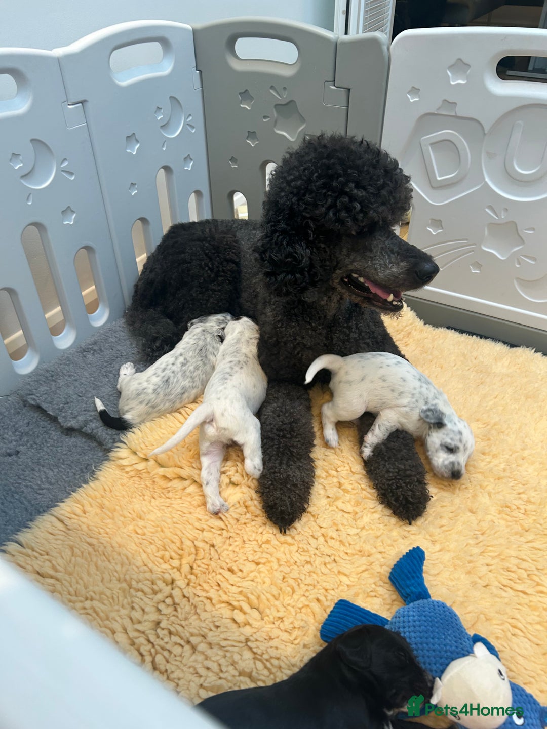 Mixed Breed dogs for sale: Rare Dalmadoodles - Image 1