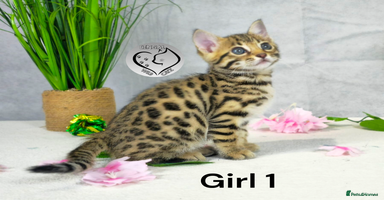 Bengal cats - Advert 5