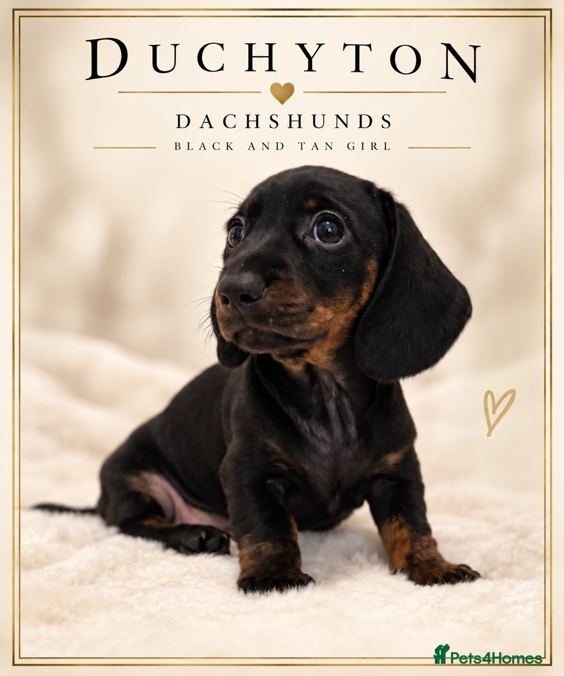 Miniature Dachshund dogs KC Black & Tan Miniature Dachshund -Champion Lines - Advert 8