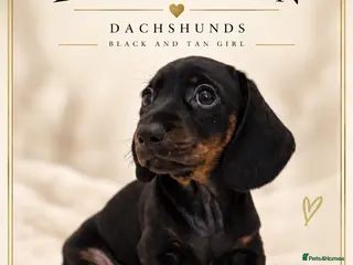 Miniature Dachshund dogs KC Black & Tan Miniature Dachshund -Champion Lines - Advert 8