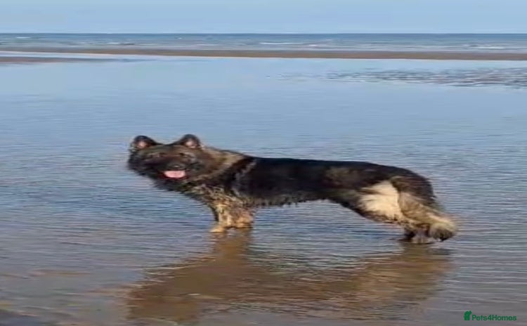 German Shepherd dogs in Bexhill-on-Sea - Advert 8
