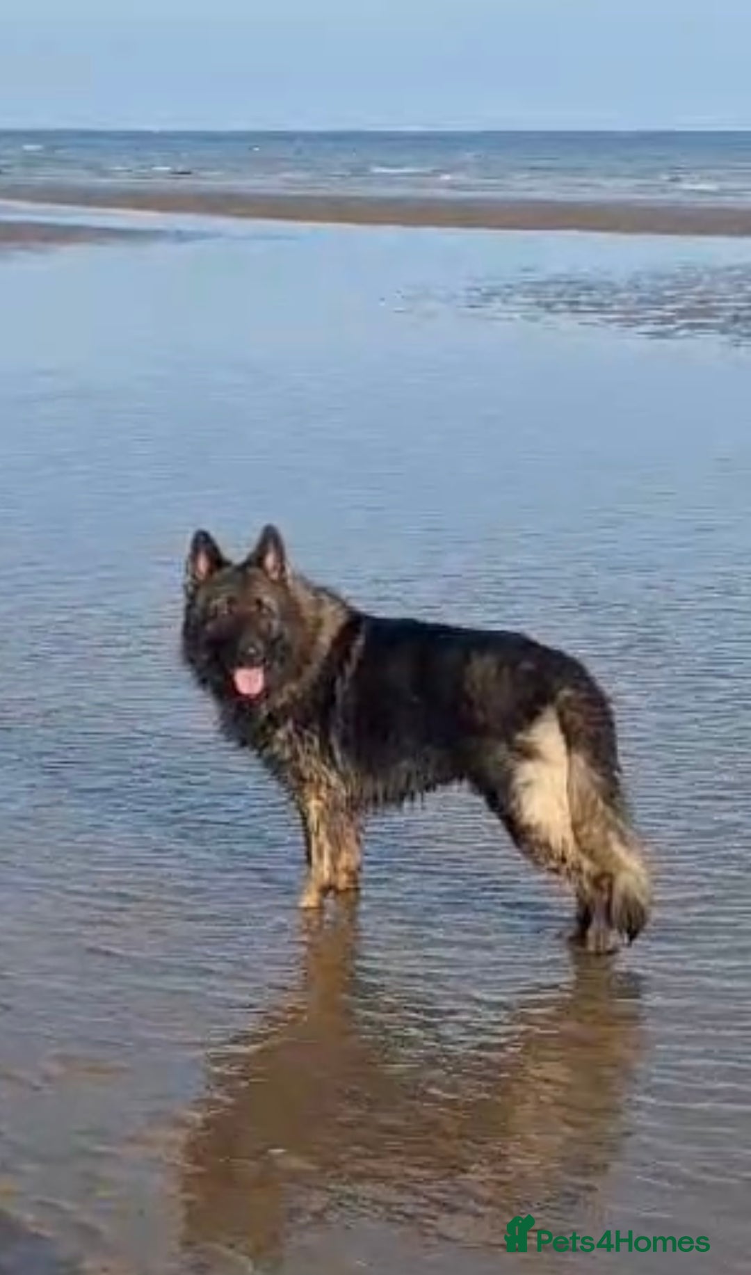 German Shepherd dogs for stud: German shepherd for stud  in Bexhill-on-Sea - Image 1