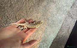 Bearded Dragon reptiles for sale: Baby bearded dragon with full set up  - Image 5