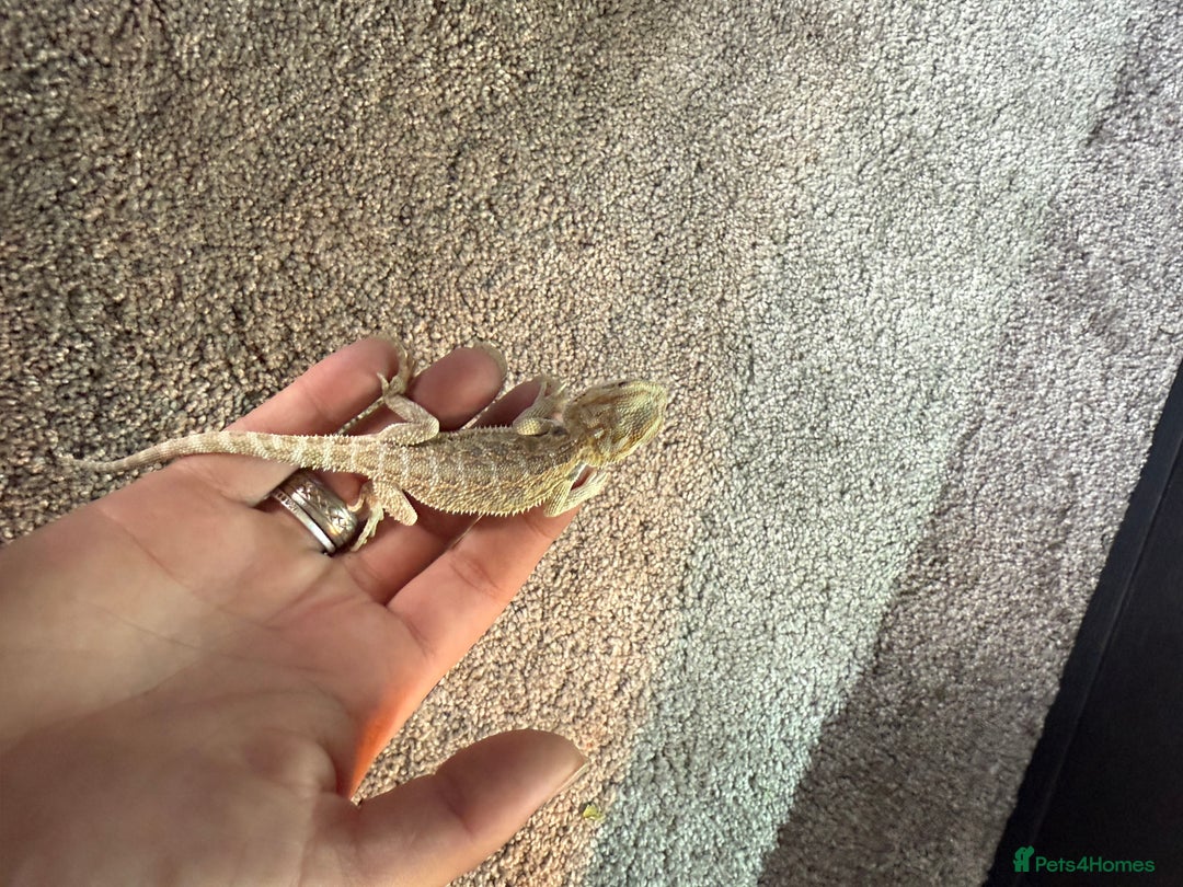 Bearded Dragon reptiles for sale: Baby bearded dragon with full set up  - Image 5