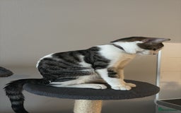 Domestic Shorthair cats for sale: kittens for sale❤️ - Image 19